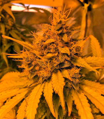 Kush-N-Cheese fem семена конопли