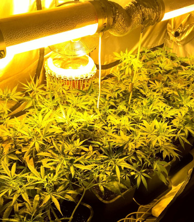 Lemon Kush fem (Female Seeds) семена конопли