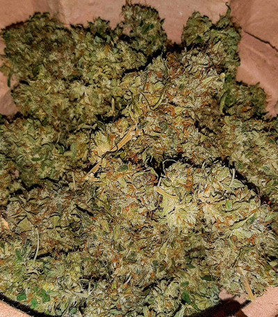 Mandarin Thuggee Auto fem (AlphaFem Seeds) семена конопли