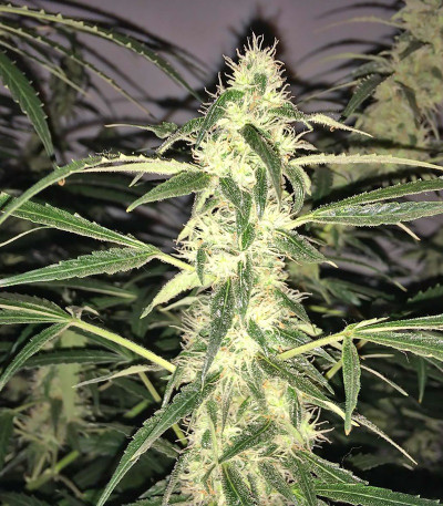 Rock Machine Auto fem (Doctor’s Choice) семена конопли