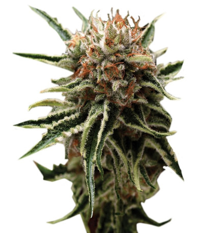 Shark fem (Pyramid Seeds) семена конопли
