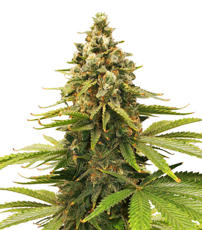 Slurricane fem (Advanced Seeds) семена конопли