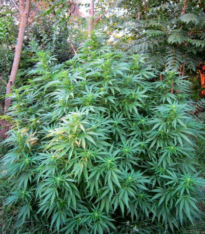 Special Queen 1 fem (Royal Queen Seeds) семена конопли
