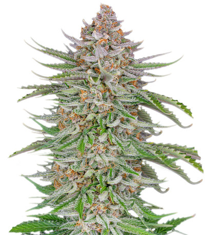 Strawberry Pie Auto fem (FastBuds) семена конопли