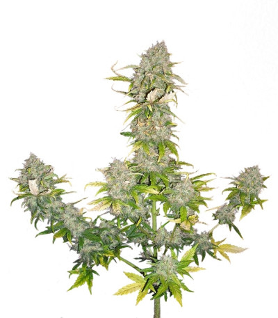 Sweet Cheese Auto fem (Sweet Seeds) семена конопли