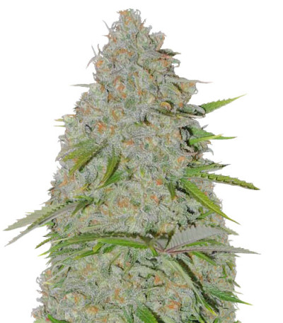 Ultimate AK fem (Sumo Seeds) семена конопли