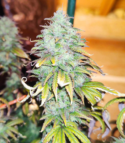 Wedding Cake fem (Barney's Farm) семена конопли