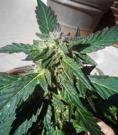 Wedding Gelato fem (RQS) семена конопли