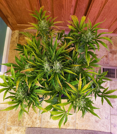 West Coast O.G. Auto fem (FastBuds) семена конопли