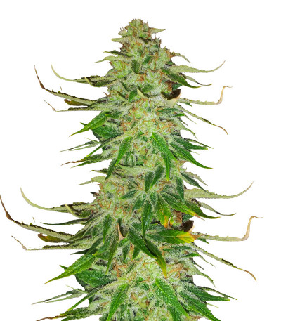 WiFi Kush fem (AlphaFem Seeds) семена конопли