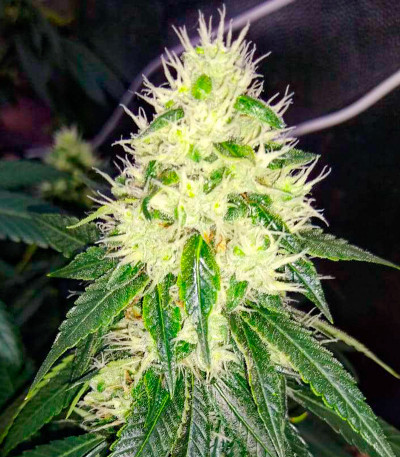 Za-Za OG fem (Herbies Seeds) семена конопли