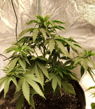 Zkittzy Gorilla fem (Original Sensible Seeds) семена конопли