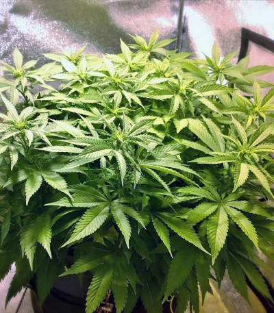 Belladonna fem (Paradise Seeds) семена конопли