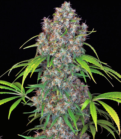 Double Dutch fem (Serious Seeds) семена конопли