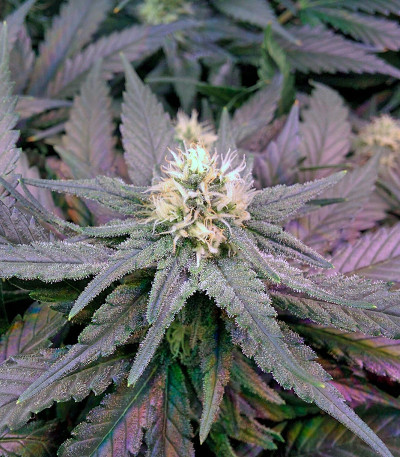 Fruit Punch fem семена конопли