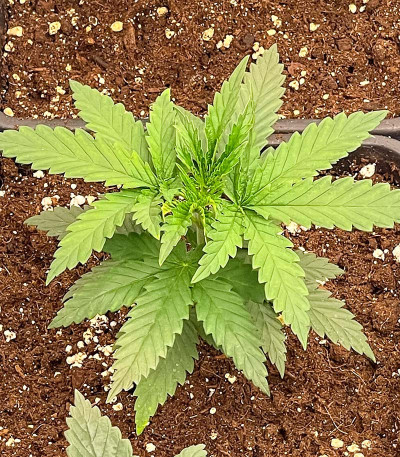 GMO fem (Barney's Farm) семена конопли