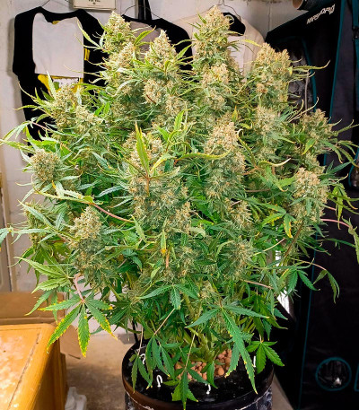 Guava Auto fem (FastBuds Seeds) семена конопли