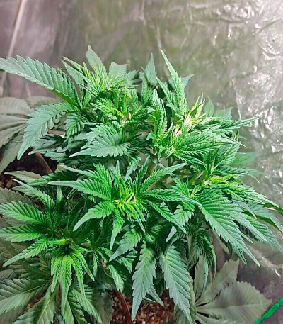 Afghan Kush Special fem (World of Seeds) семена конопли