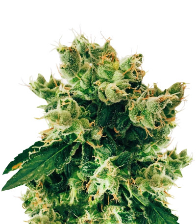 Купить семена конопли Amnesia Lemon шишки