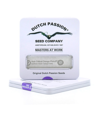 Auto Critical Orange Punch fem (Dutch Passion) семена конопли