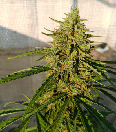 Auto Lennon fem (Pyramid Seeds) семена конопли