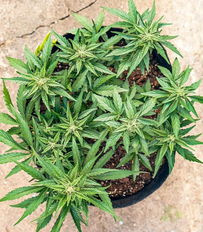 Auto CBD-Victory fem (Dutch Passion) семена конопли