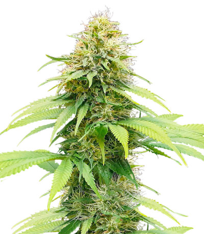 Auto CBG-Force fem (Dutch Passion) семена конопли