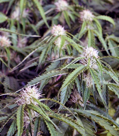 Auto Anesthesia fem (Pyramid Seeds) семена конопли