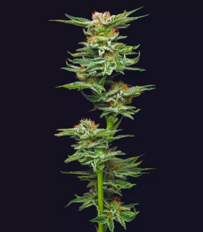 Blueberry Muffin fem (Humboldt Seed Company) семена конопли