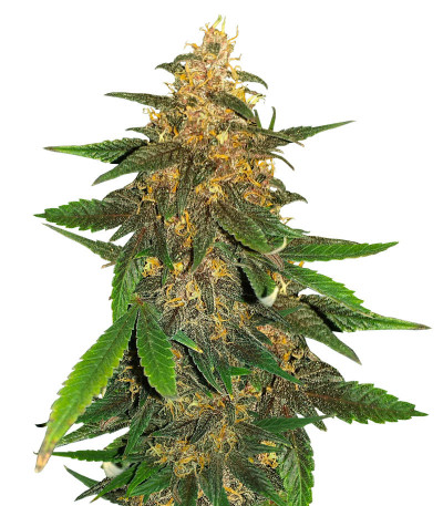 Blackberry Moonrocks Auto fem (AlphaFem Seeds) семена конопли