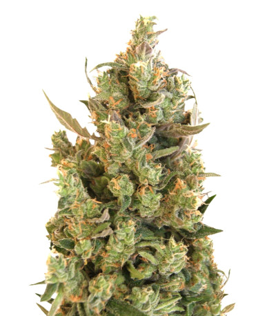Blueberry Cheese fem (Barneys Farm) семена конопли