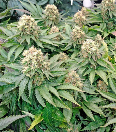 Сорт марихуаны Blue Widow