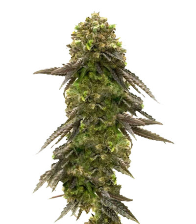 Bruce Banner # fem (AlphaFem Seeds) семена конопли