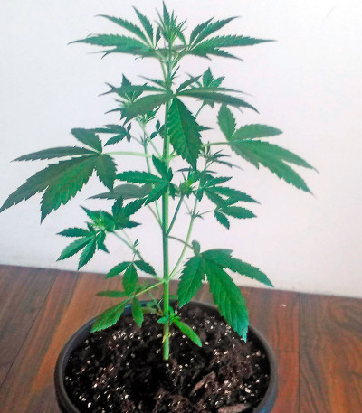 Семена марихуаны Cheese XXL Autoflowering