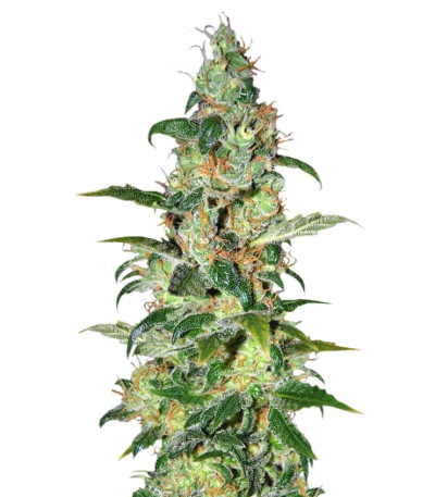 Chronic Haze fem (World of Seeds) семена конопли