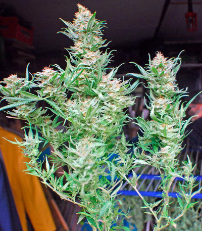 Critical Jack fem (Dinafem Seeds) семена конопли