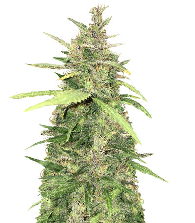 Crystal METH Auto fem (FastBuds) семена конопли