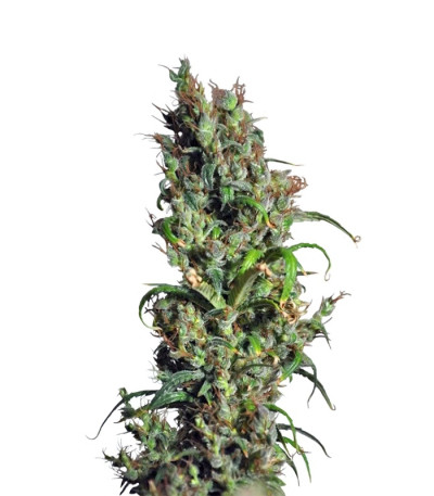 Eldorado fem (Nirvana Seeds) семена конопли