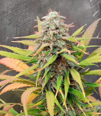 Gelato Auto fem (Herbies Seeds) семена конопли