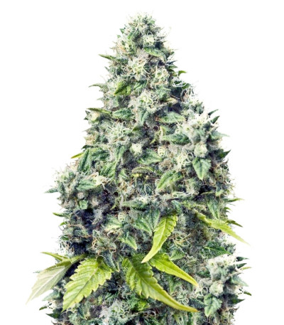 Grapefruit fem (Female Seeds) семена конопли