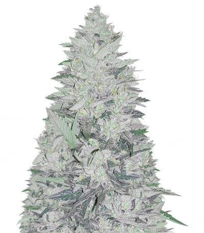 Impala 64 Haze Auto fem (Sumo Seeds) семена конопли