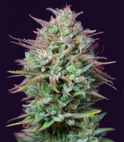 Kosher Cake Auto fem (FastBuds) семена конопли