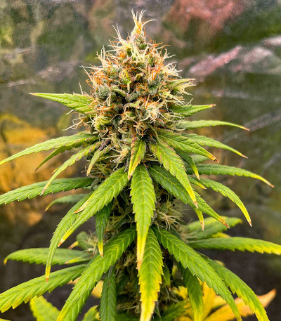 Lemon Drizzle fem (Barney's Farm) семена конопли