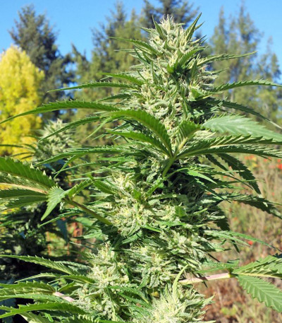 Lemon Kush Headband fem семена конопли