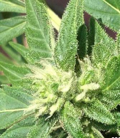 Lowryder Auto Fem (Vision Seeds) семена конопли