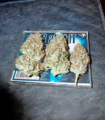 Mazar X Great White Shark fem (World of Seeds) семена конопли