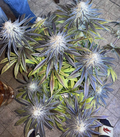 Mimosa X Orange Punch fem (Barney's Farm) семена конопли