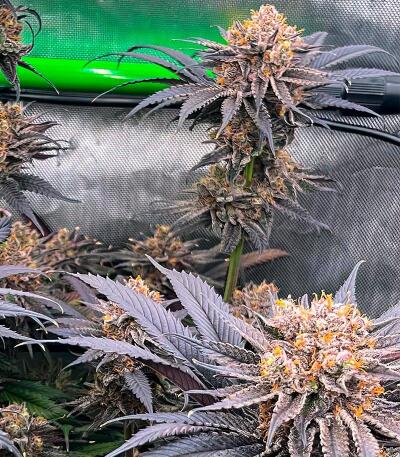 Nuggz R1 fem (Ethos Genetics) семена конопли