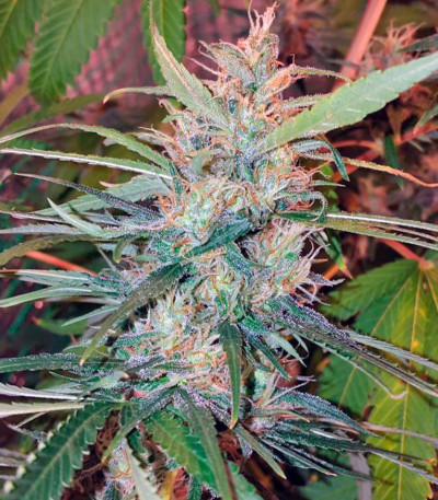 Orange Bud fem (Dutch Passion) семена конопли