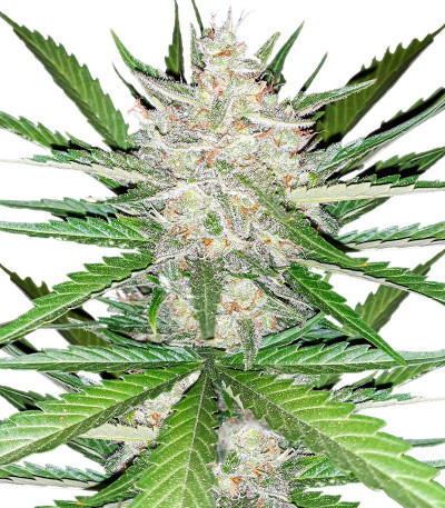 Pineapple Glue fem (Advanced Seeds) семена конопли
